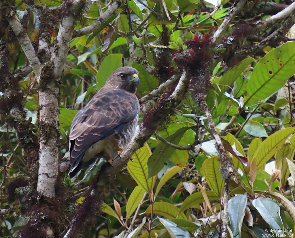 Broad-winged Hawkadult