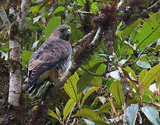 Broad-winged Hawk