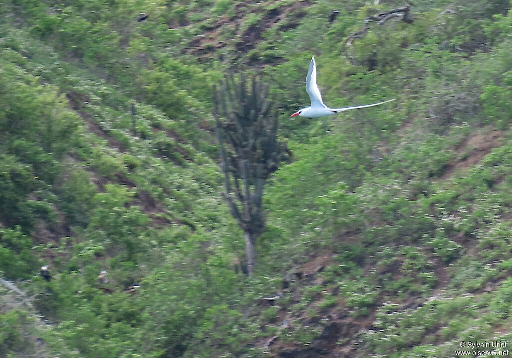 Red-billed Tropicbirdadult