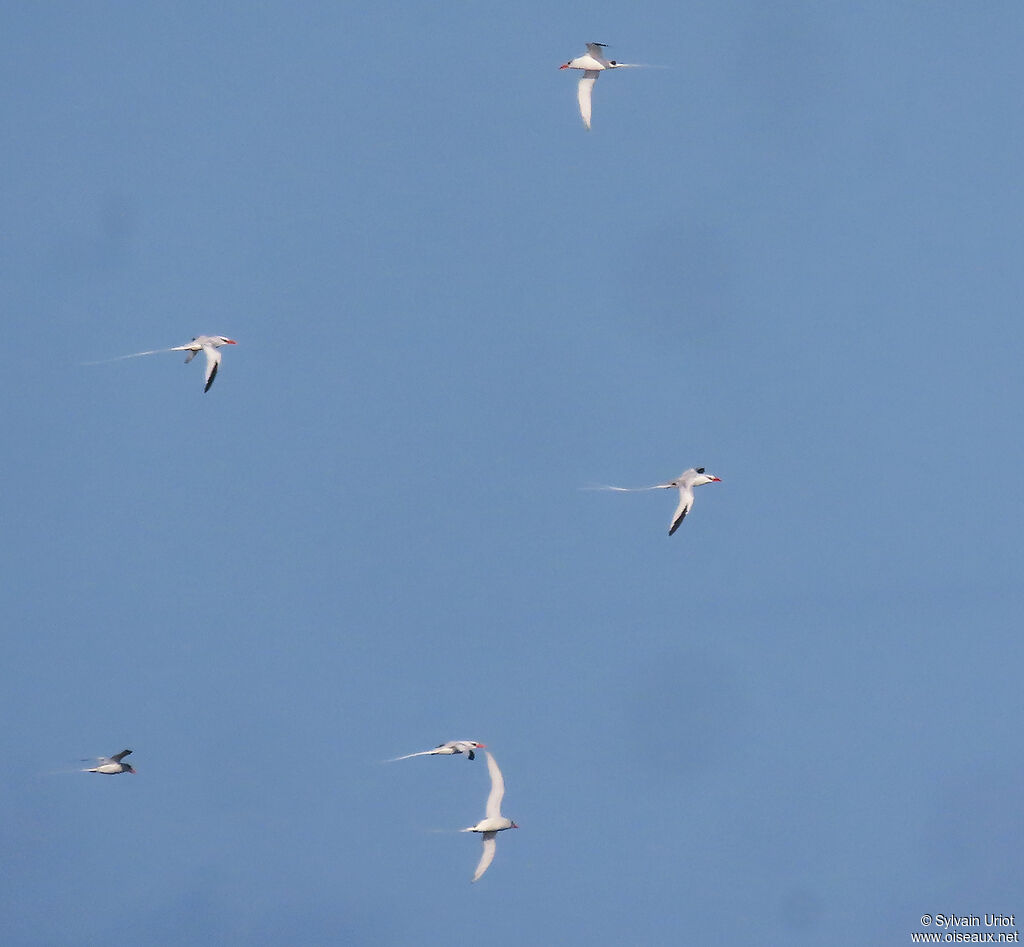 Red-billed Tropicbirdadult