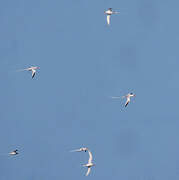 Red-billed Tropicbird