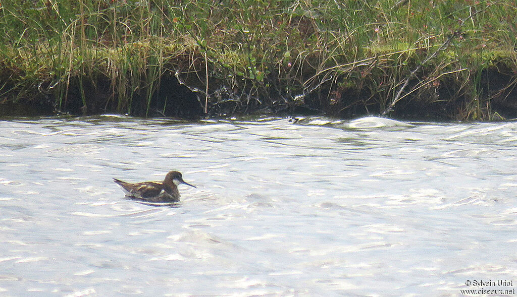 Phalarope à bec étroit mâle adulte