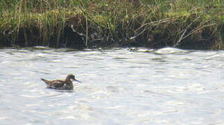 Red-necked Phalarope