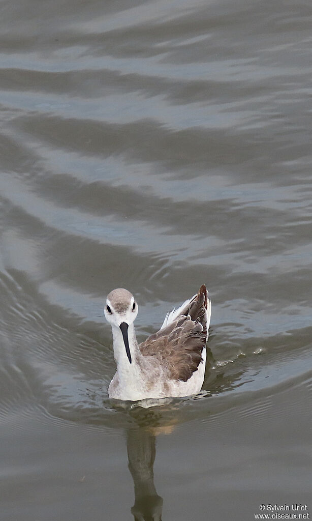 Phalarope de Wilsonimmature