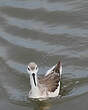 Phalarope de Wilson