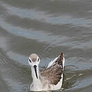 Phalarope de Wilson