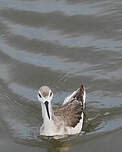 Phalarope de Wilson