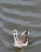 Wilson's Phalarope