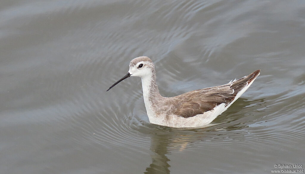 Phalarope de Wilsonimmature