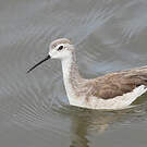 Phalarope de Wilson