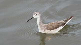 Phalarope de Wilson