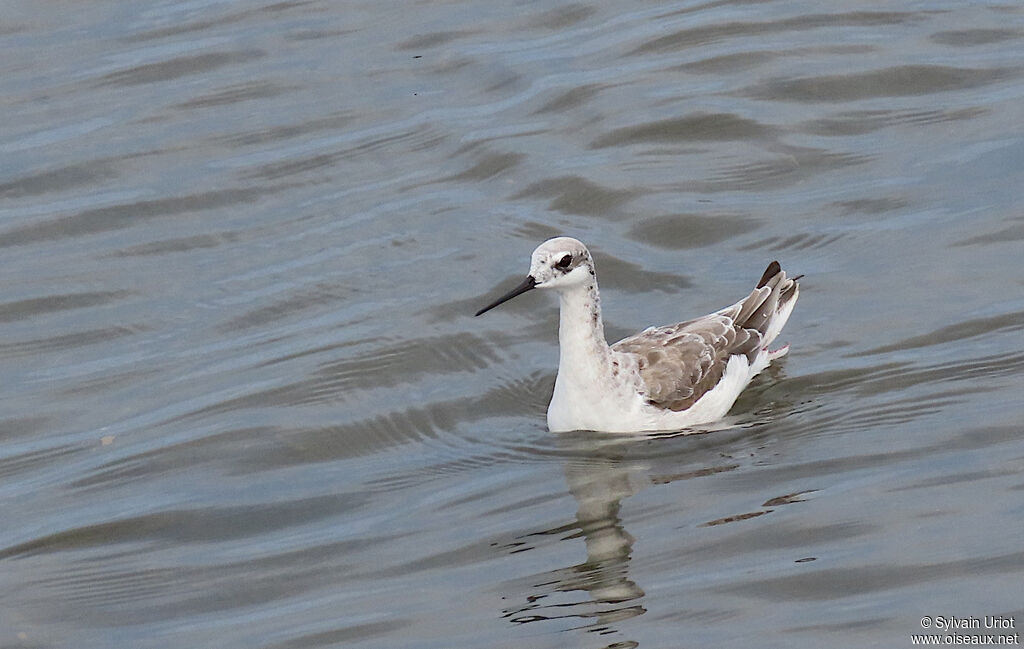 Phalarope de Wilsonadulte internuptial