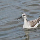 Phalarope de Wilson