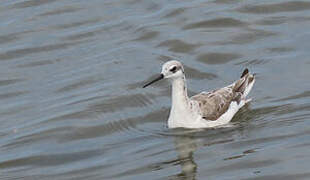 Wilson's Phalarope