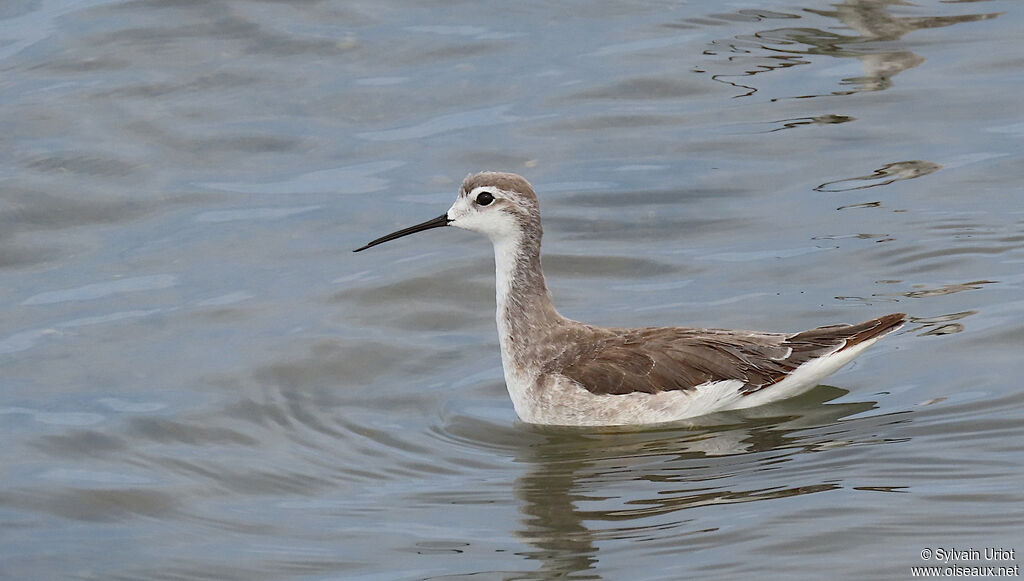 Phalarope de Wilsonimmature