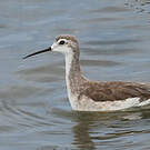 Phalarope de Wilson
