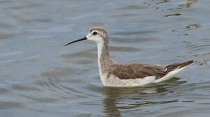 Phalarope de Wilson