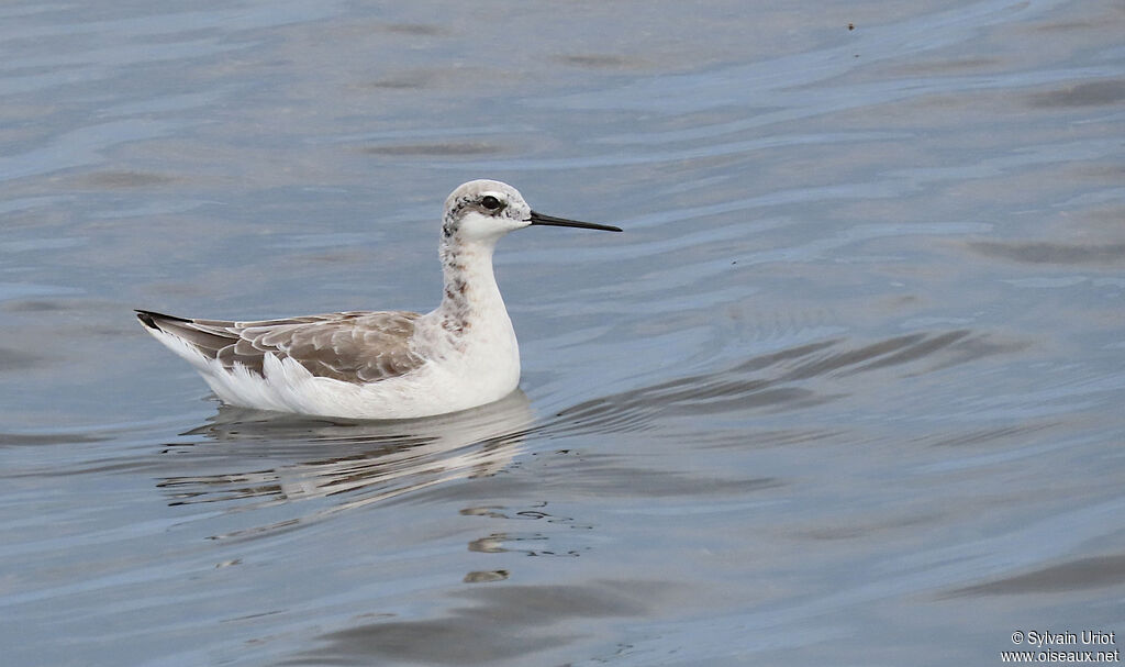 Phalarope de Wilsonadulte internuptial