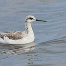 Phalarope de Wilson