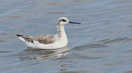 Phalarope de Wilson