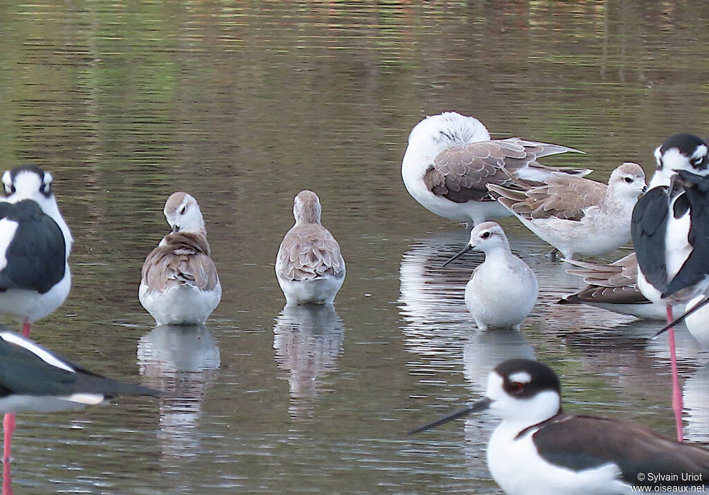 Wilson's Phalarope