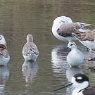 Phalarope de Wilson