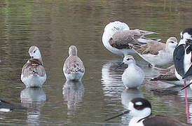 Wilson's Phalarope