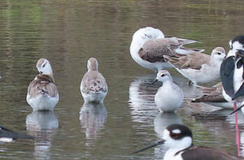 Phalarope de Wilson