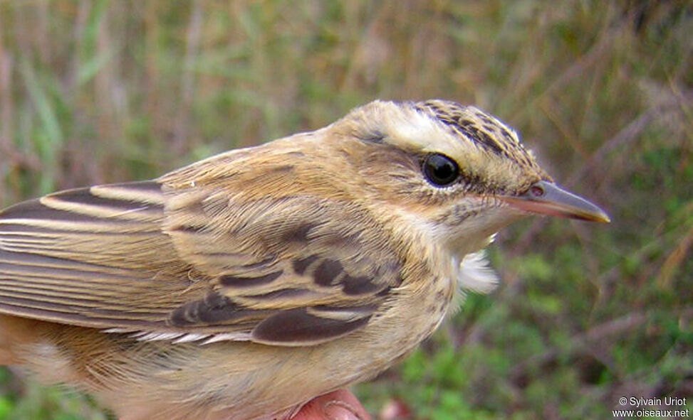 Sedge Warbler, close-up portrait