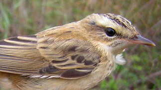 Sedge Warbler