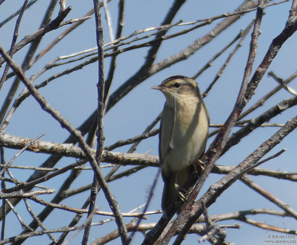 Phragmite des joncsadulte