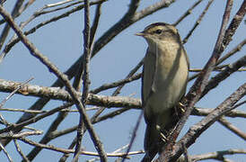 Sedge Warbler