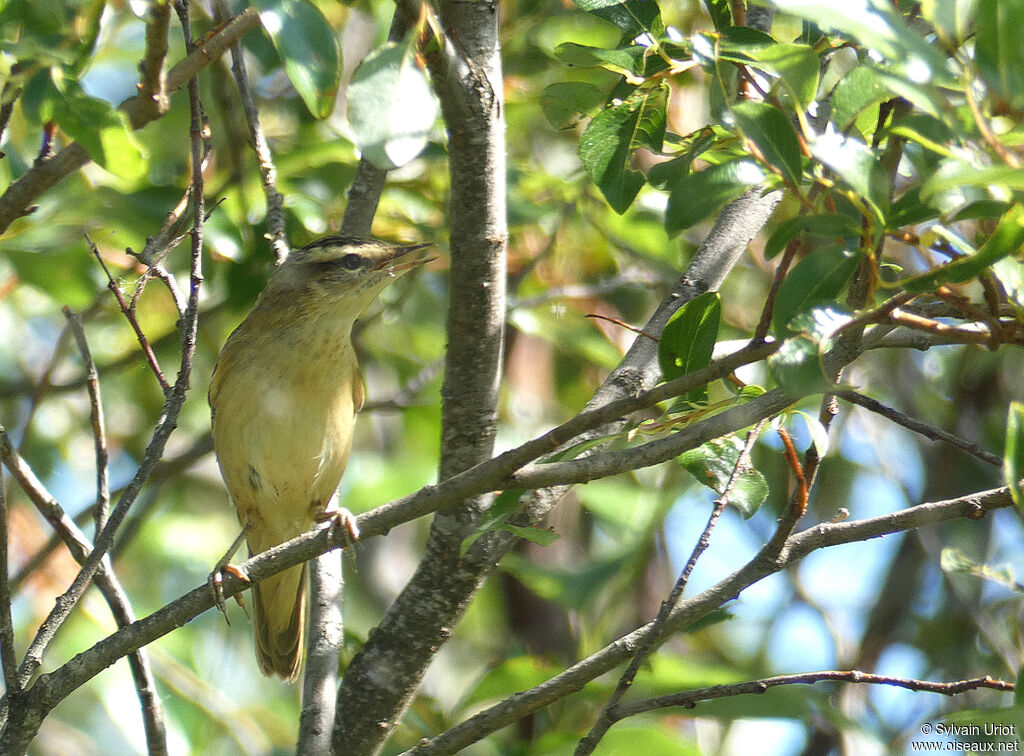 Sedge Warbleradult