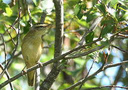 Sedge Warbler