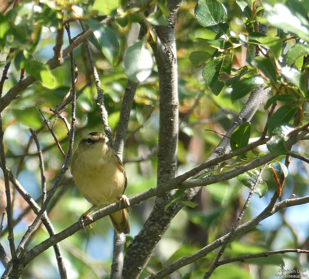 Sedge Warbleradult