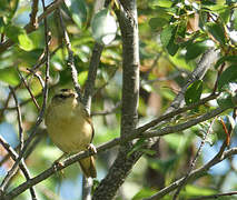 Sedge Warbler