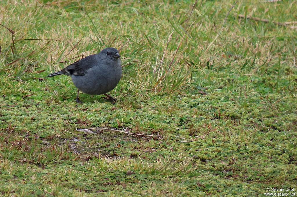 Plumbeous Sierra Finch male adult