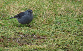 Plumbeous Sierra Finch