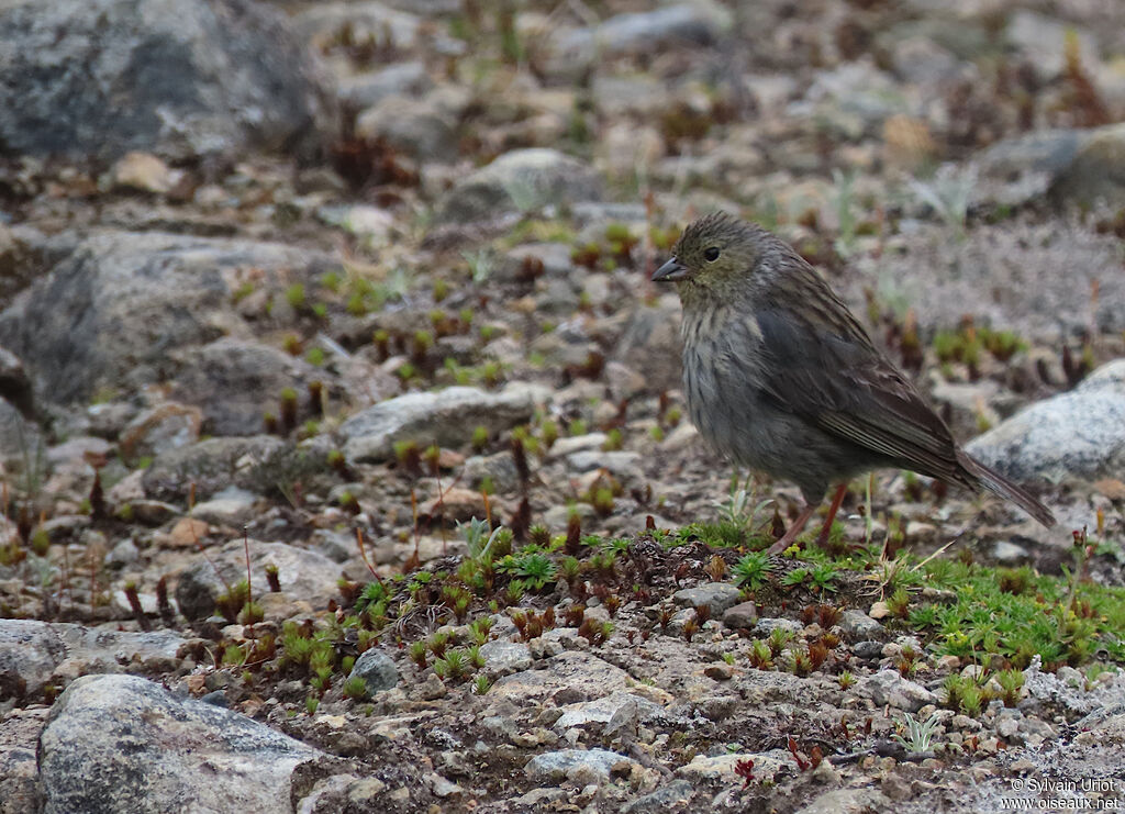 Plumbeous Sierra Finch female adult