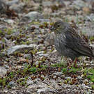 Phrygile gris-de-plomb