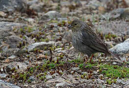 Plumbeous Sierra Finch