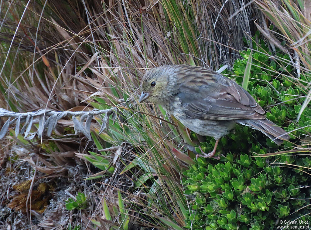 Phrygile gris-de-plomb mâle immature