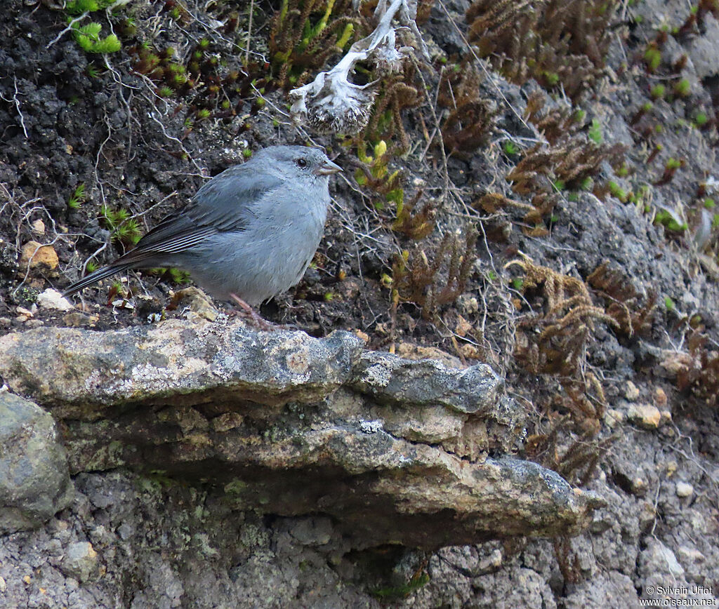 Plumbeous Sierra Finch male adult