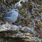 Phrygile gris-de-plomb