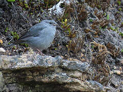 Plumbeous Sierra Finch