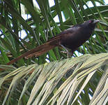 Piapiac africain