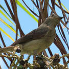 Piauhau hurleur