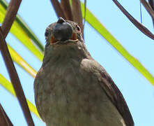 Screaming Piha