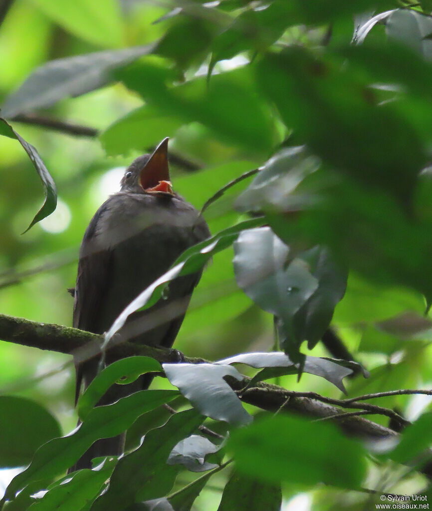 Screaming Pihaadult