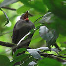 Piauhau hurleur